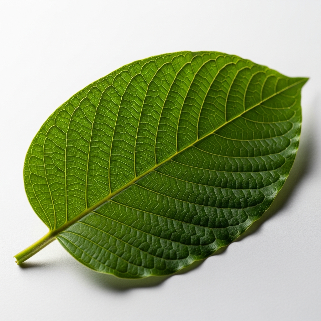 Green vein kratom leaf